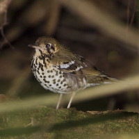 Spotted Ground-Thrush